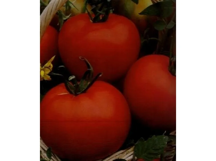 sementi pomodori-1