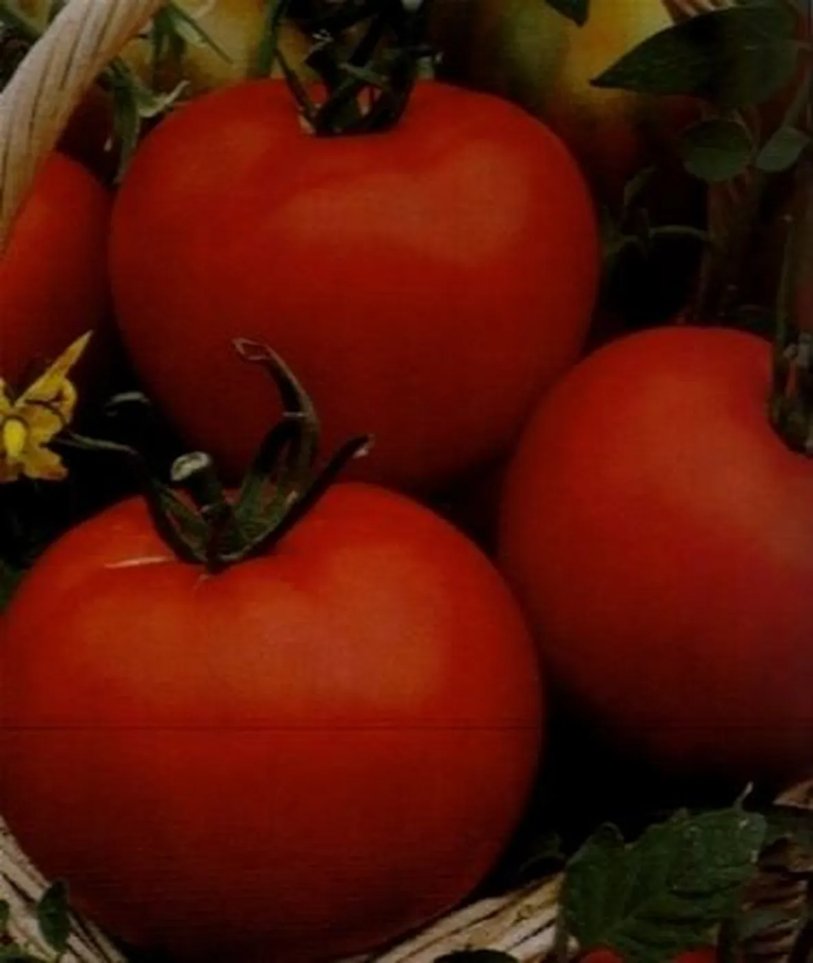 sementi pomodori-1