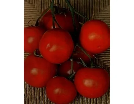 sementi pomodori-5