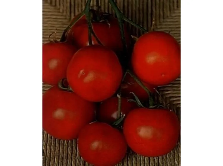 sementi pomodori-5
