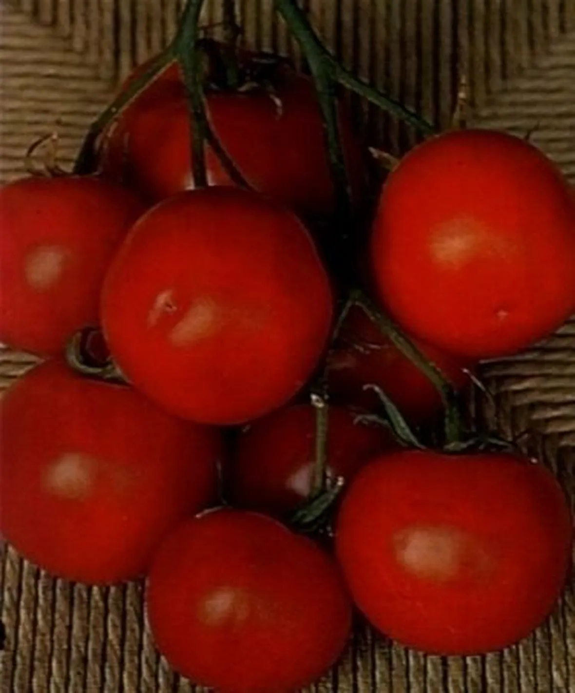 sementi pomodori-5