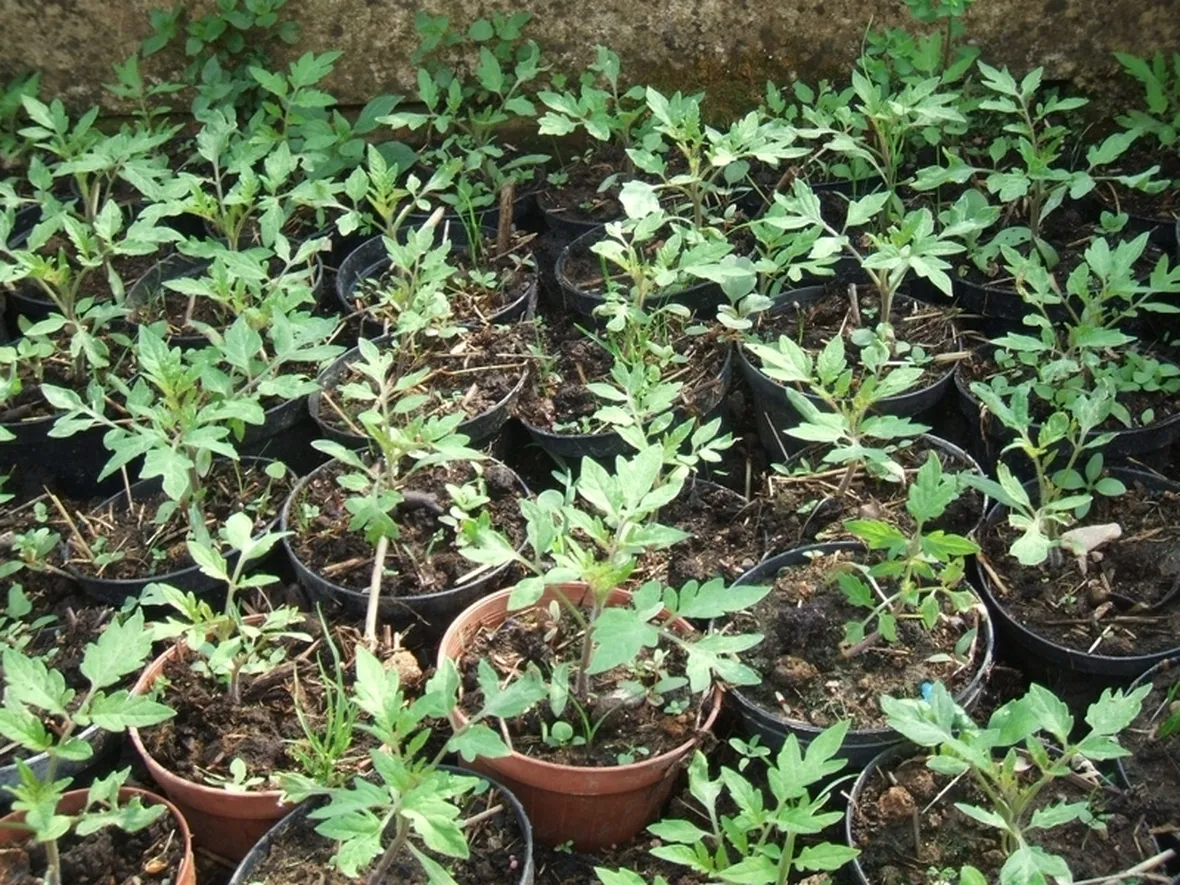 sementi pomodori-7