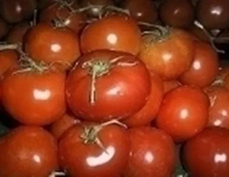 sementi pomodori-8