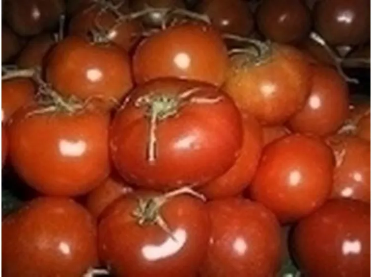 sementi pomodori-8