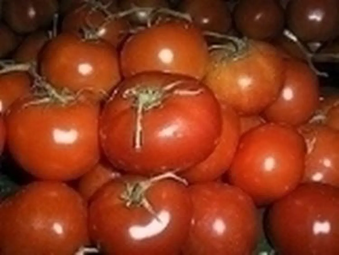 sementi pomodori-8