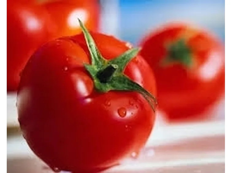 sementi pomodori