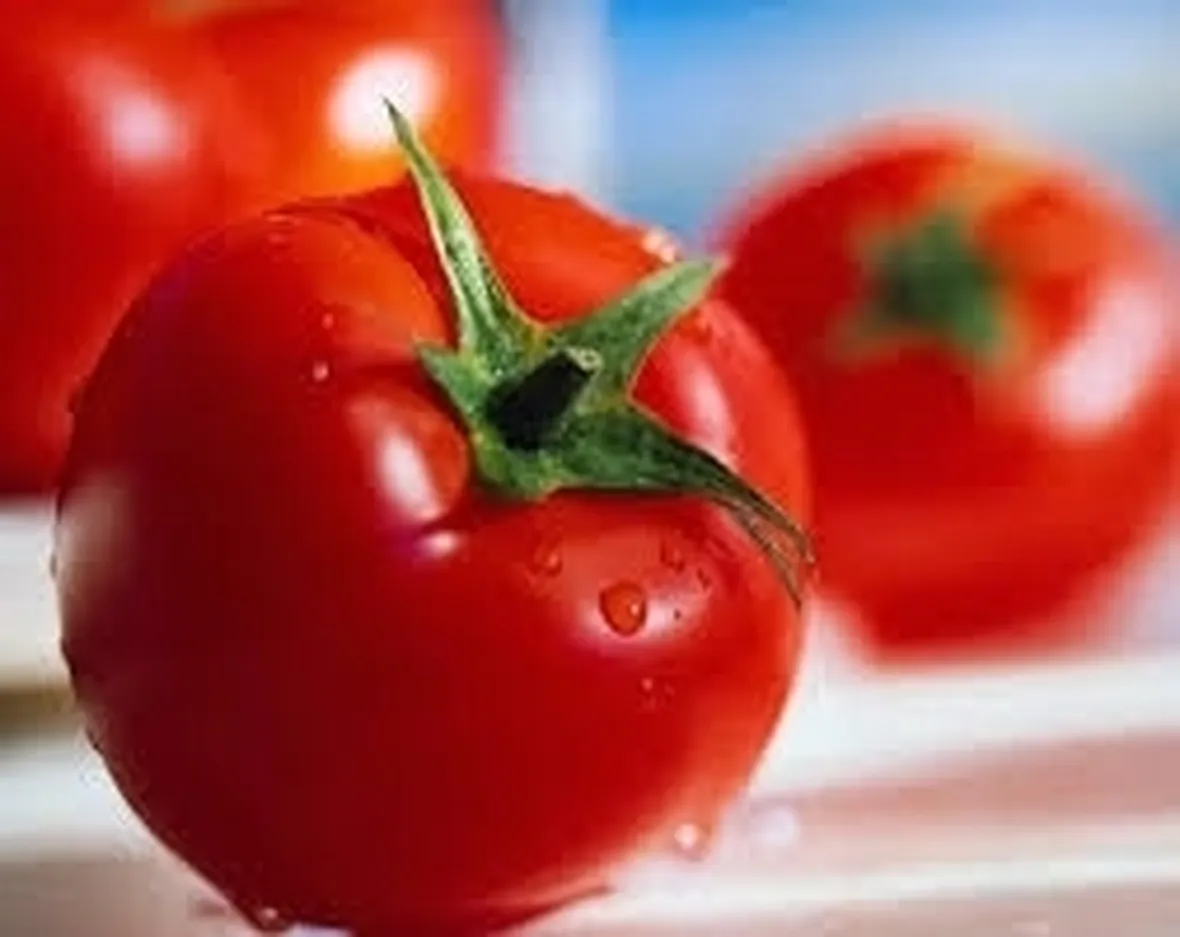 sementi pomodori