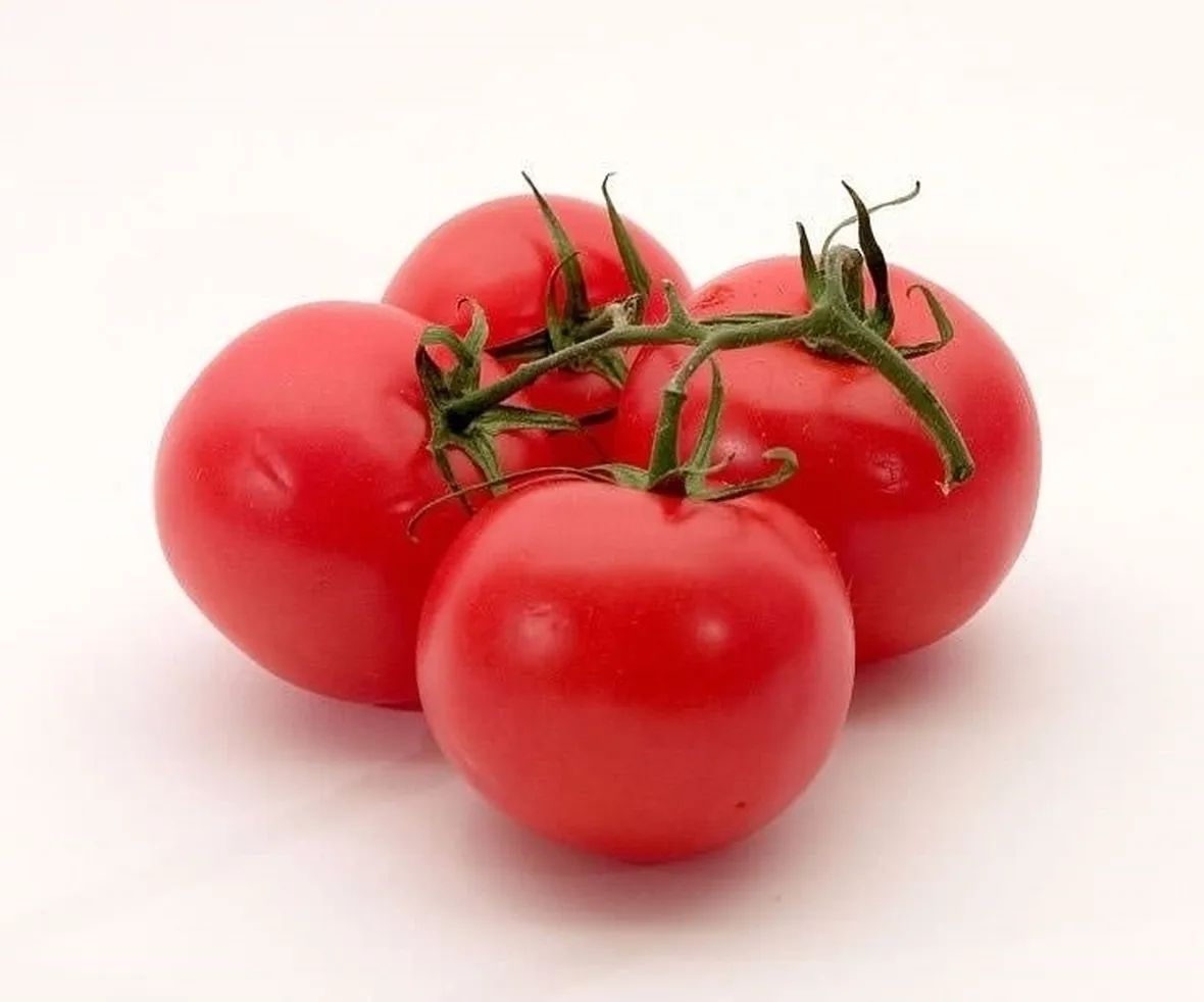 Approfondimento: malattie del pomodoro