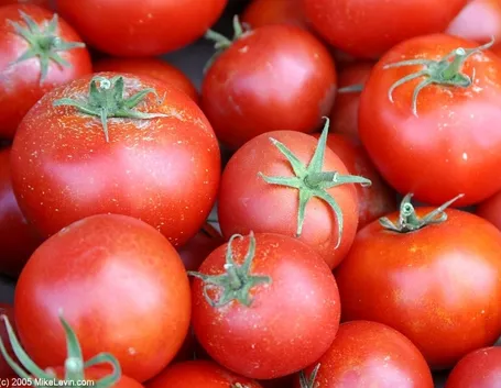 Come si producono le piantine di pomodoro