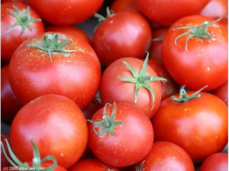 Come si producono le piantine di pomodoro