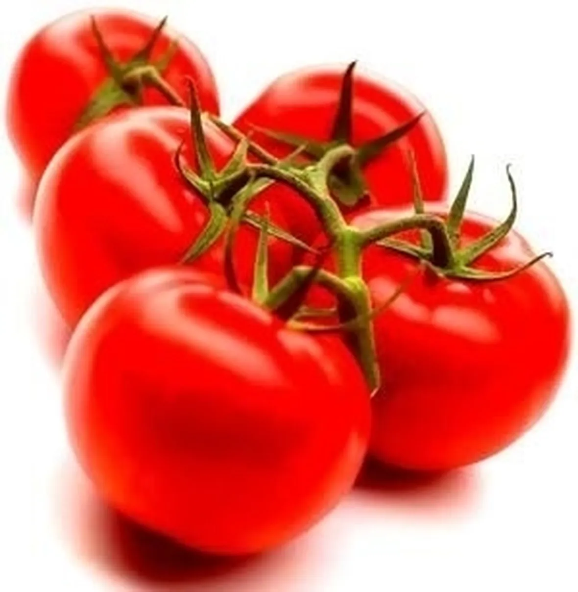 Domanda : farfallina del pomodoro