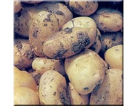 La patata dolce come colorante naturale
