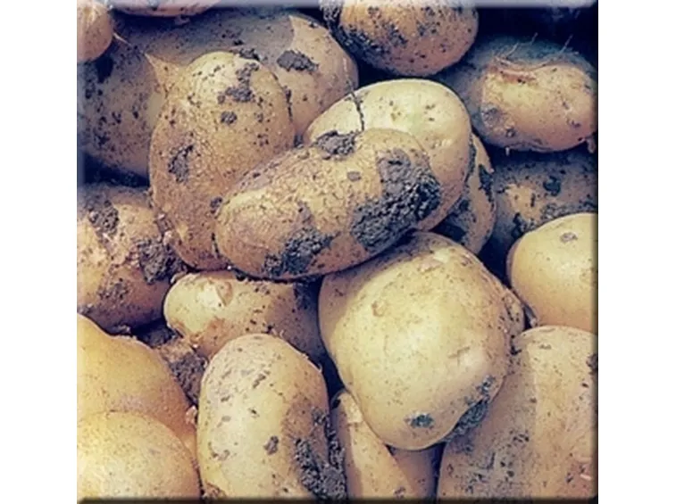 La patata dolce come colorante naturale

