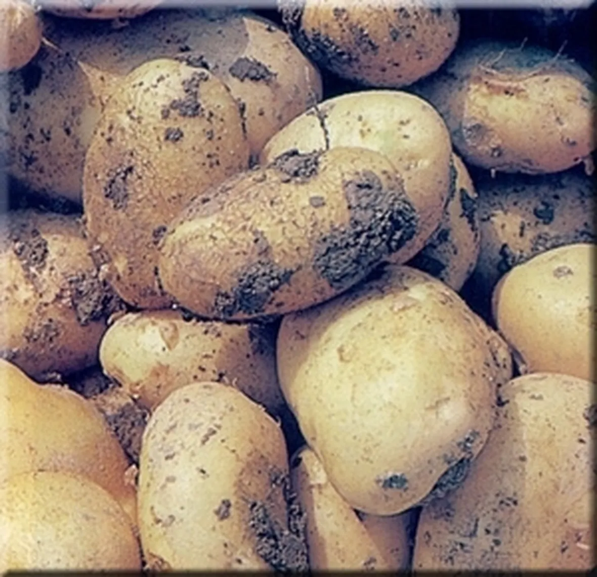 La patata dolce come colorante naturale
