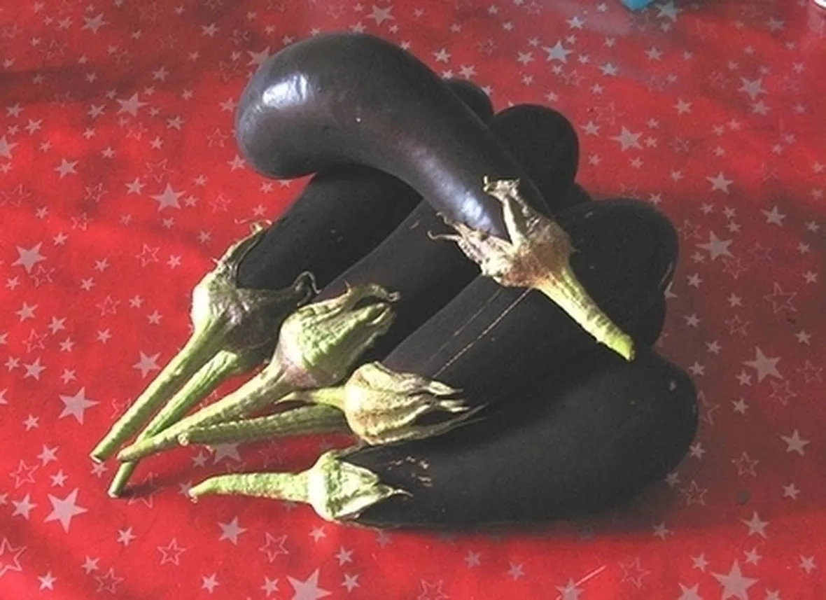 melanzana-6