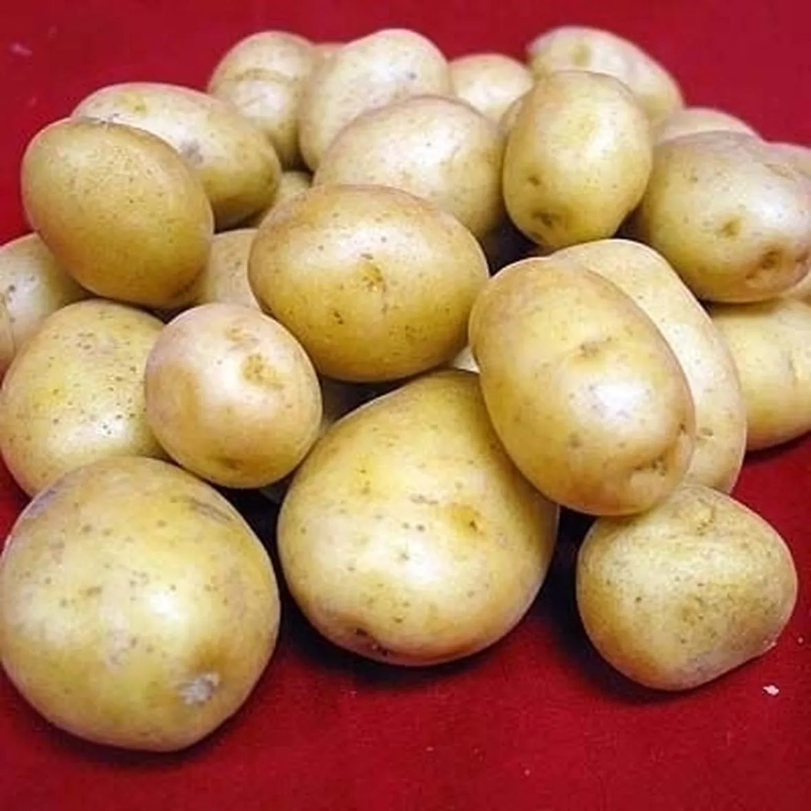 patata-9