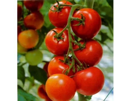 Pomodoro varietà