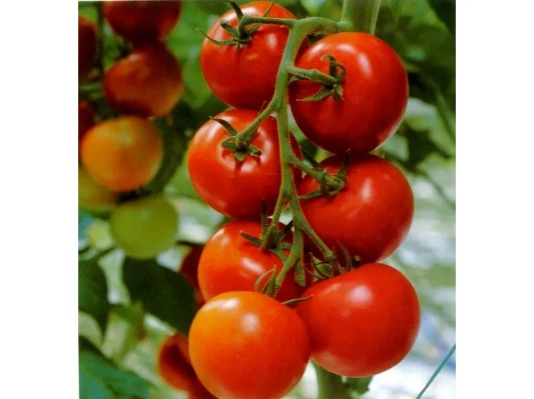 Pomodoro varietà