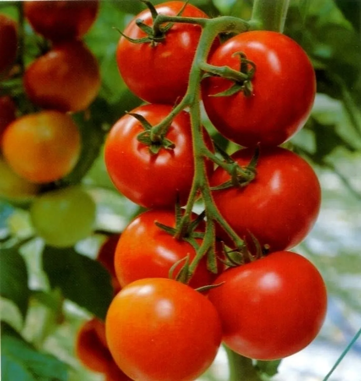 Pomodoro varietà