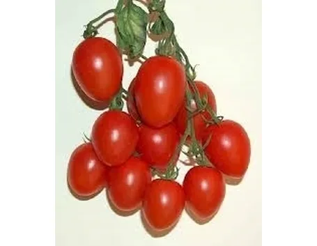 Pomodoro