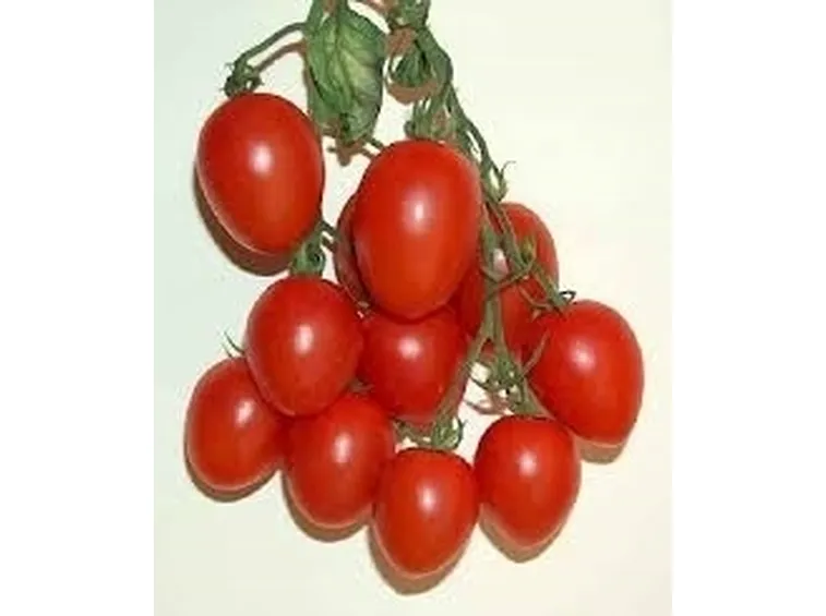 Pomodoro