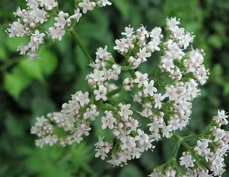 tintura madre valeriana