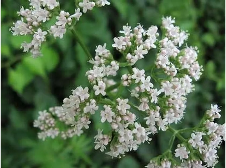 tintura madre valeriana