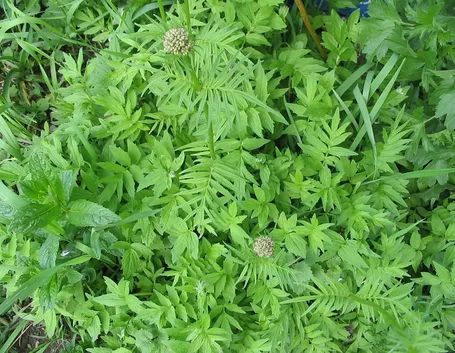 Uso della tintura madre di valeriana