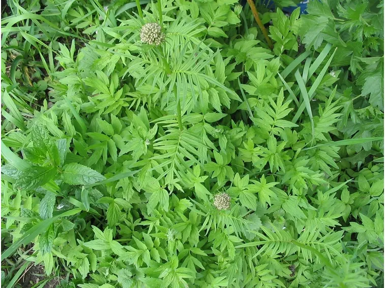 Uso della tintura madre di valeriana