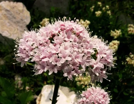 valeriana-4