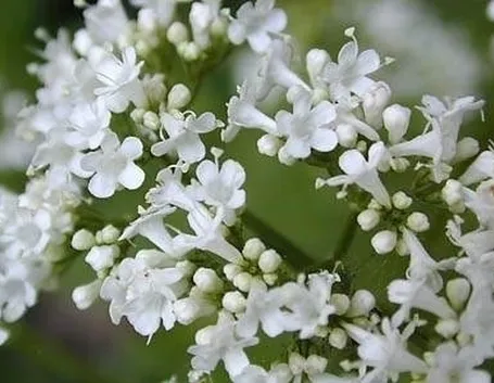valeriana-6