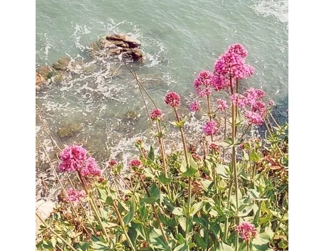 valeriana-7