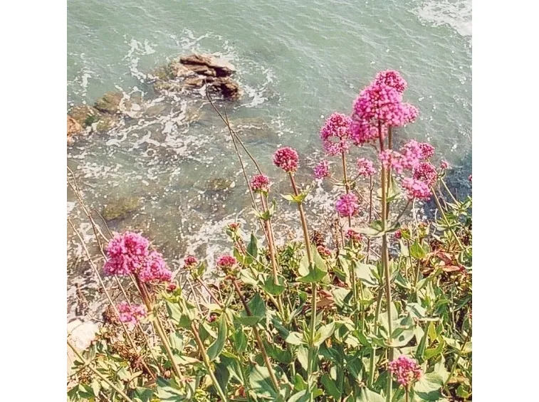 valeriana-7