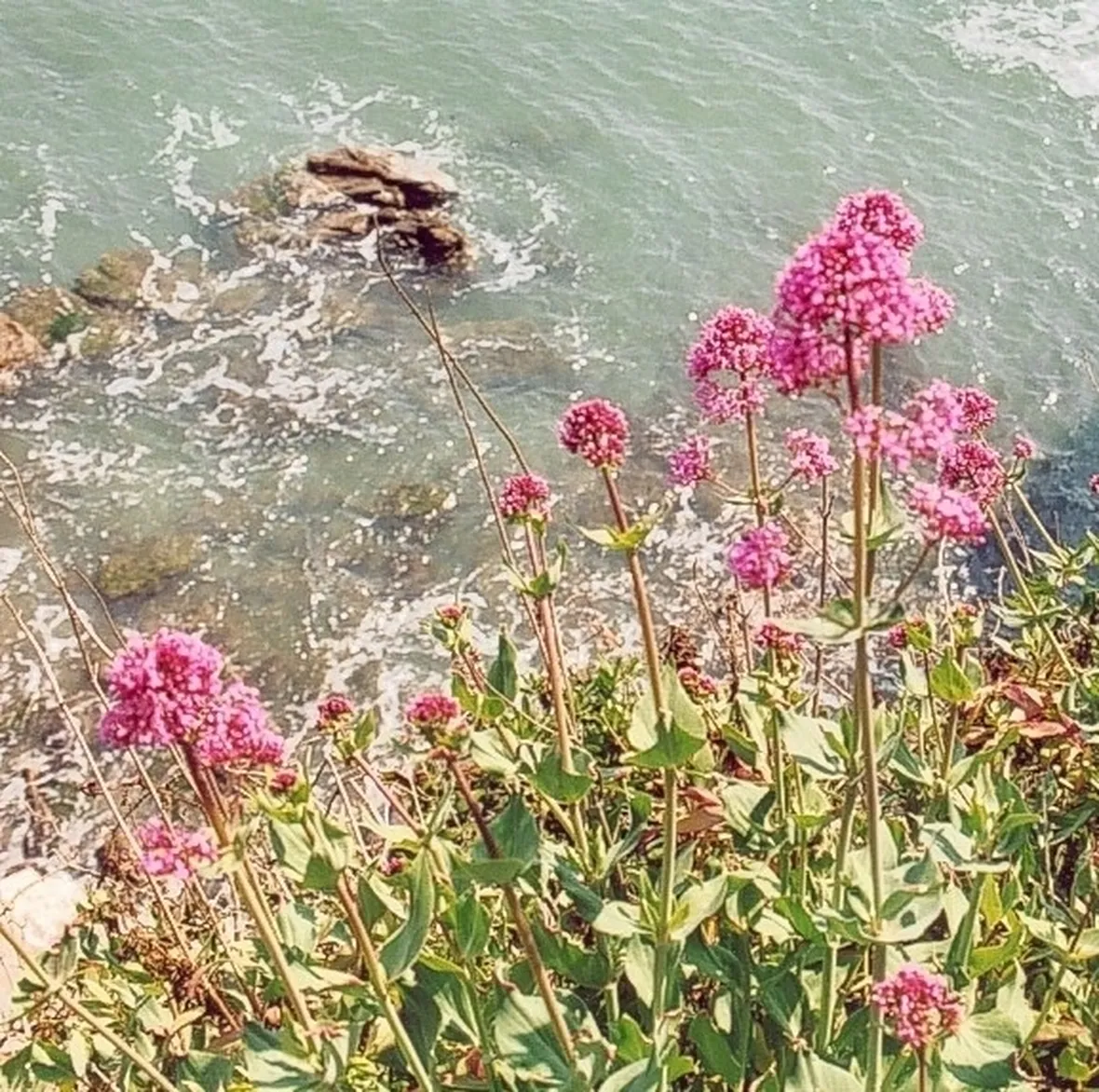 valeriana-7