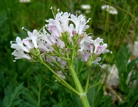 valeriana-8
