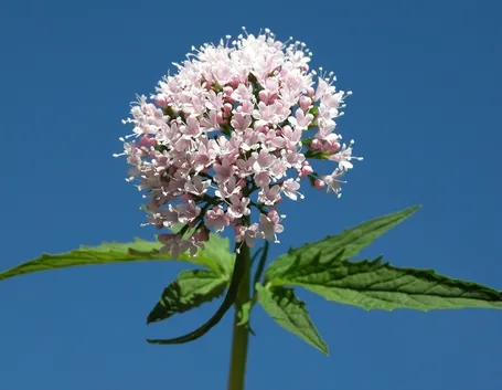 valeriana-9