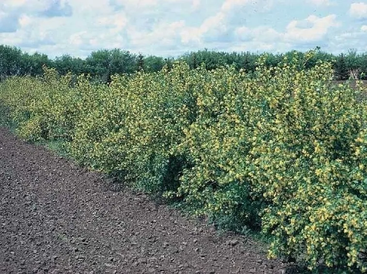 Orto e Frutteto-27