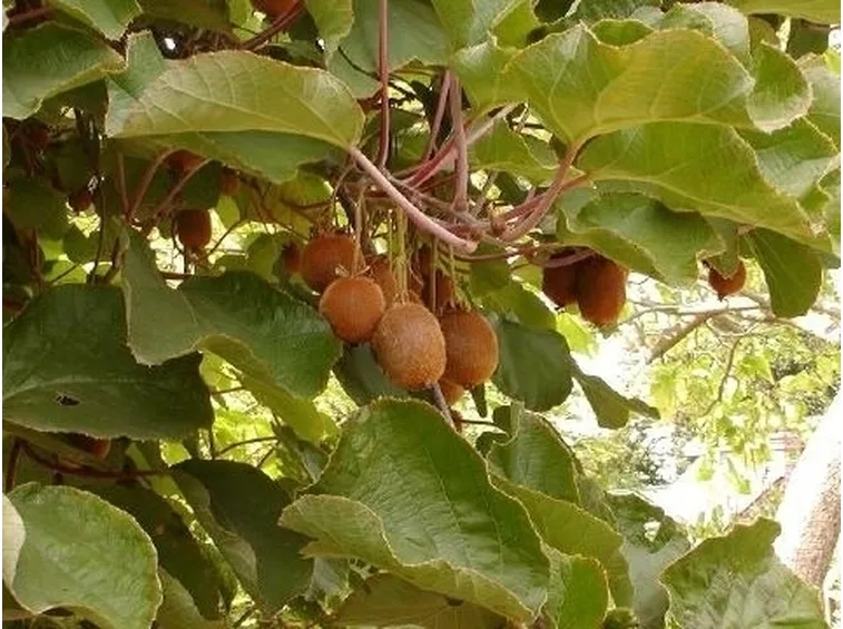 Orto e Frutteto-5