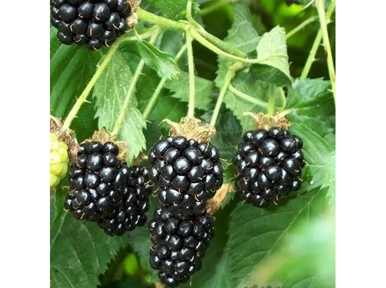 Orto e Frutteto-10