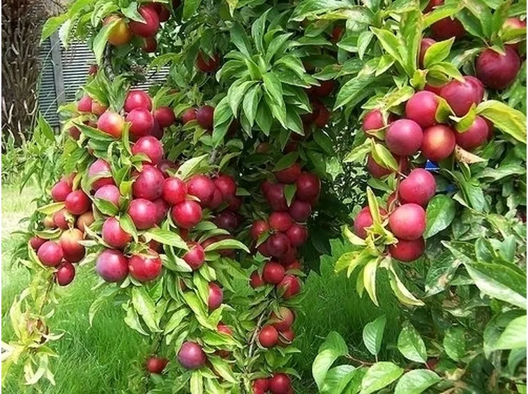 Orto e Frutteto-14