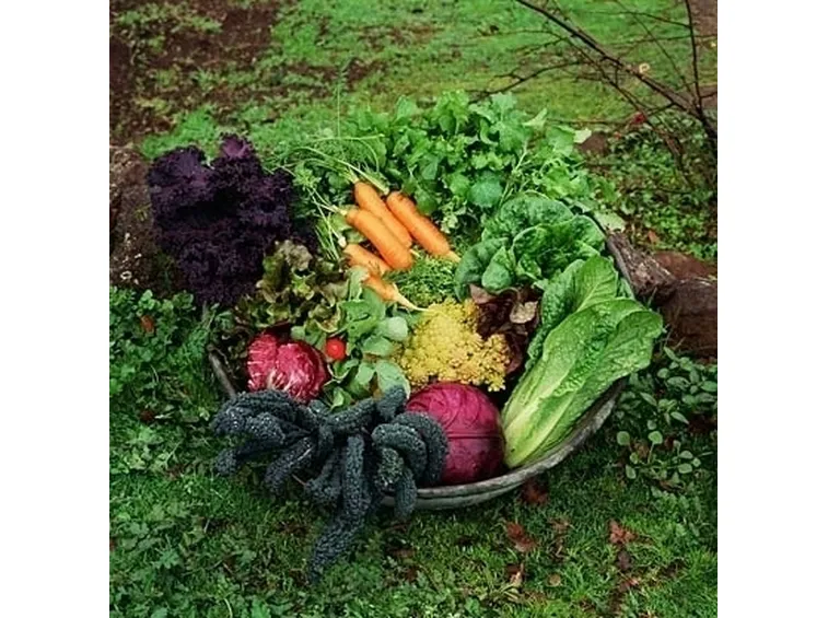Orto e frutteto
