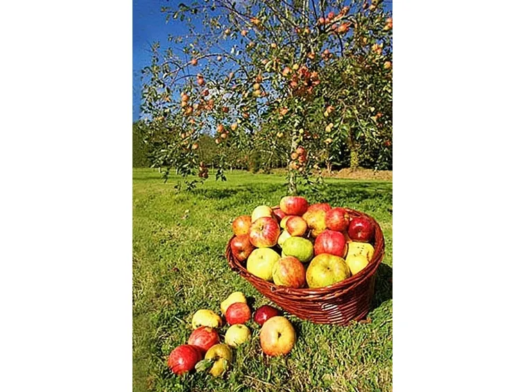 Orto e Frutteto-18