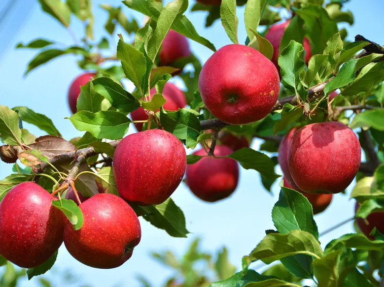 Orto e Frutteto-24