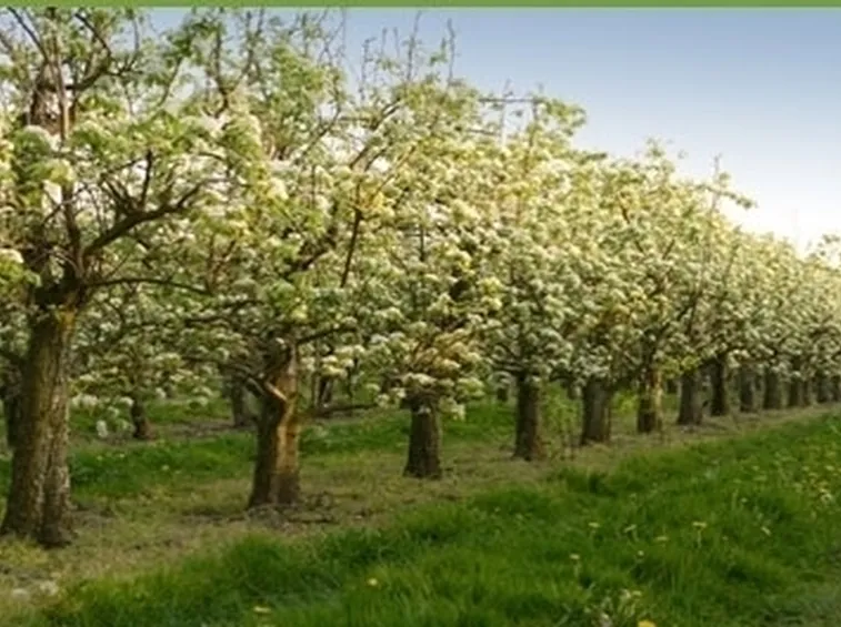 Orto e Frutteto-20