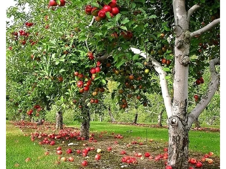 Orto e Frutteto-17
