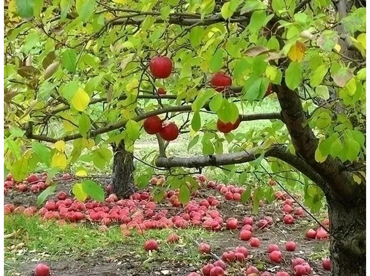 Orto e Frutteto-4
