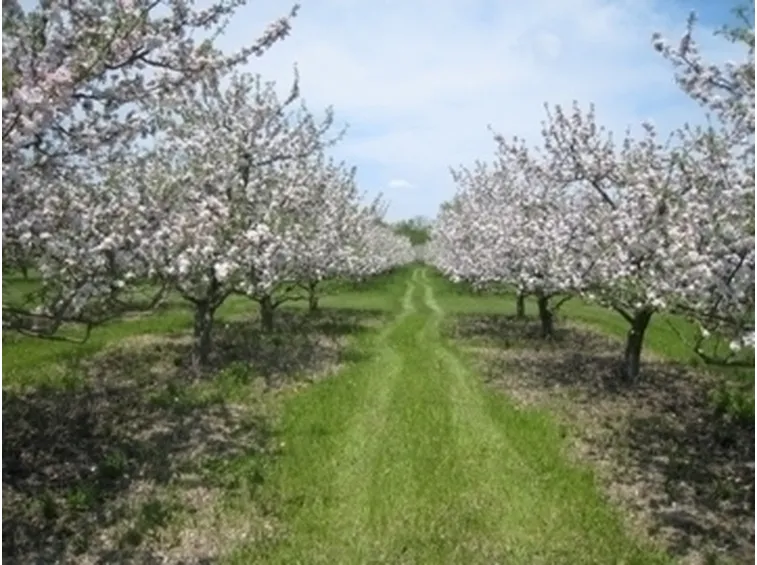 Orto e Frutteto-21