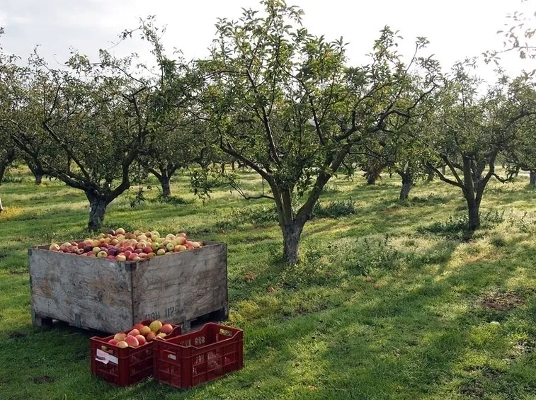Orto e Frutteto-22