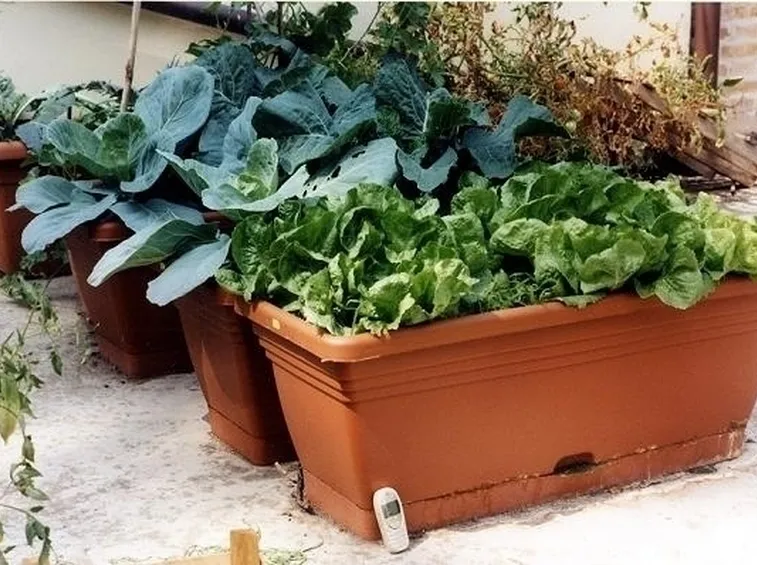 Orto in balcone-18
