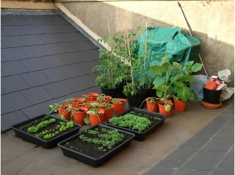 Orto in balcone-2